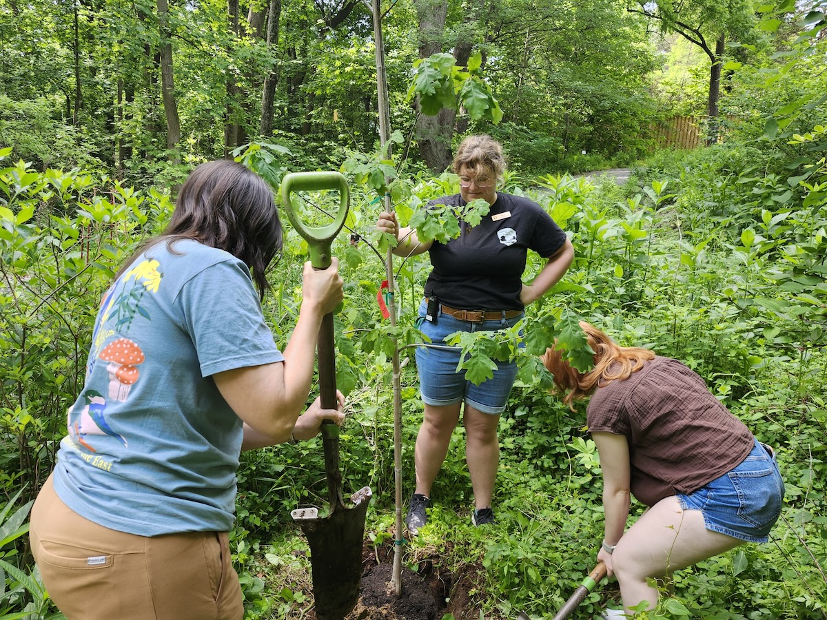 Tree-Planting-jun2026