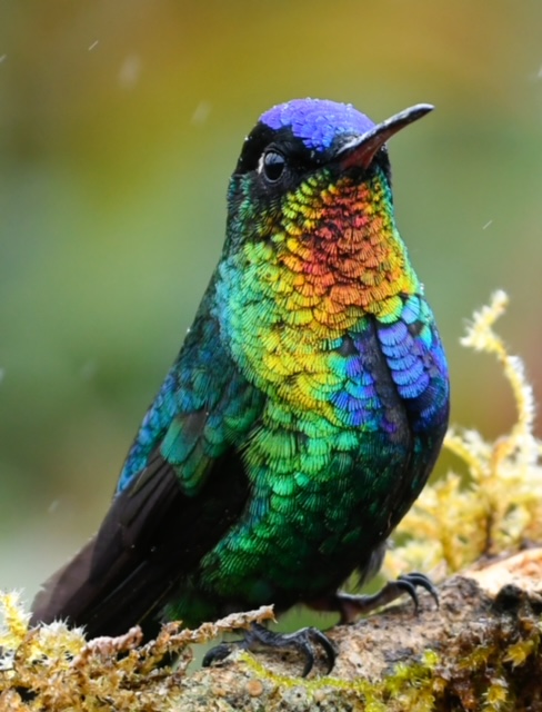 2022-Hummingbird-in-the-Rain-JaneGamble