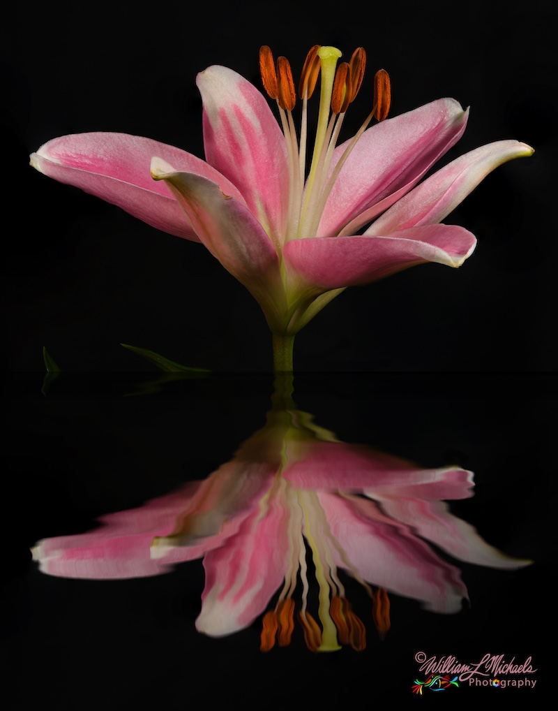 2026-jun-lily-reflection-ripple-william-michaels