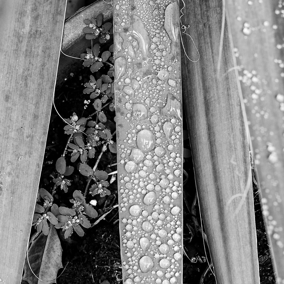 2026Oct-Drops-BarryDunn