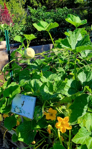 2022fall-Edible-Garden-953