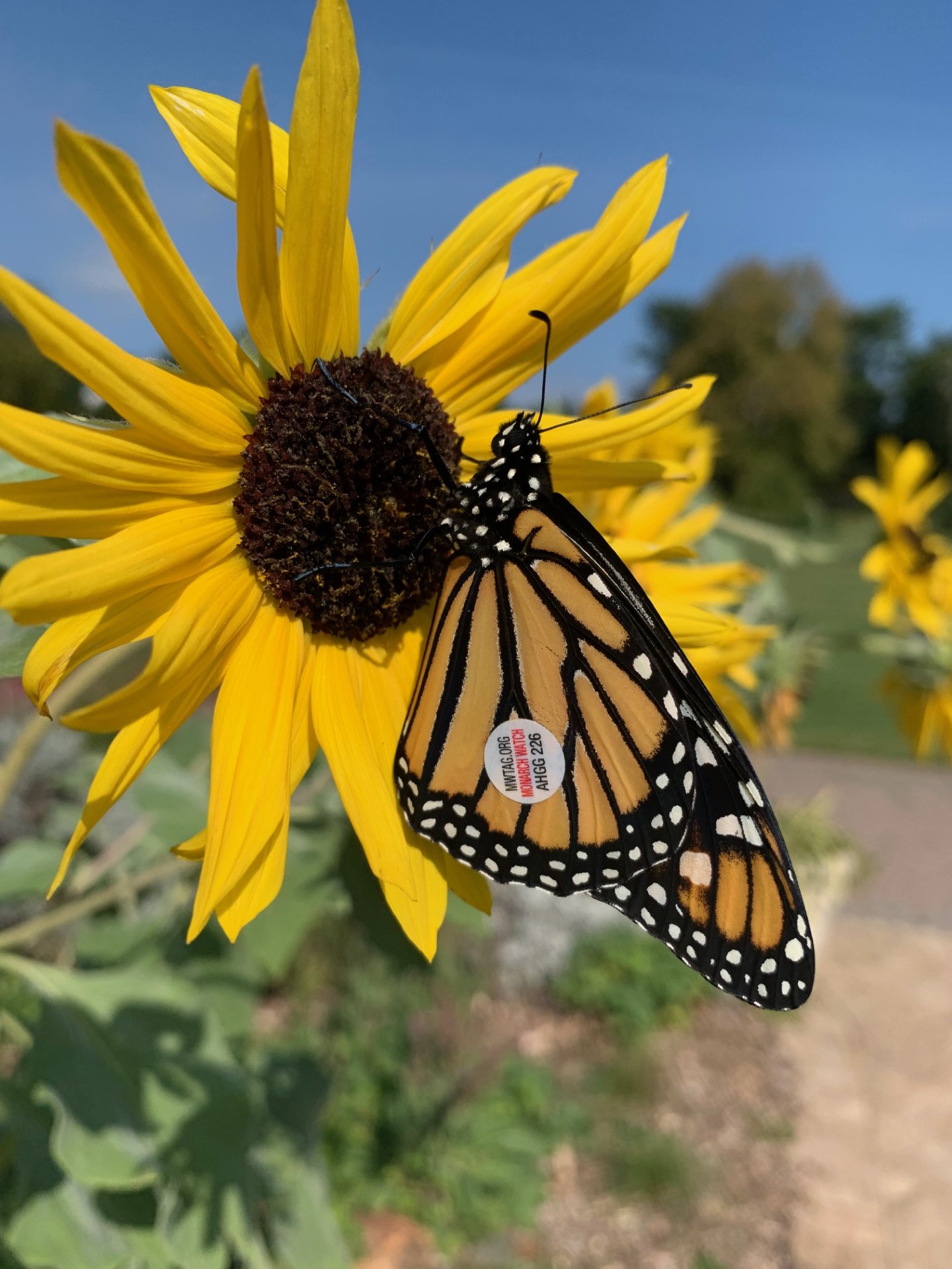 2023fall-yf-monarch