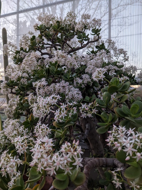 Jade tree with starry flowers located in the glasshouse