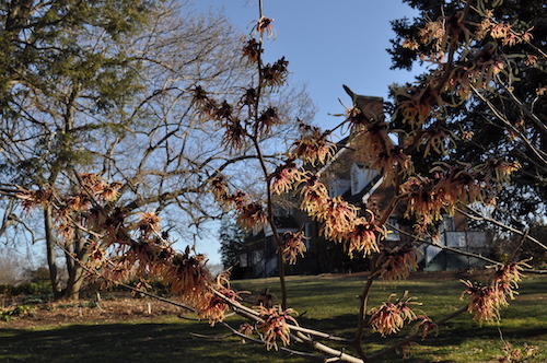2023winter-witch-hazel-gl01