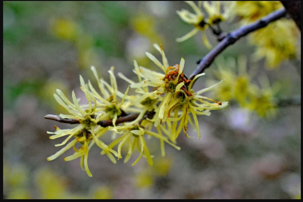 2023winter-witch-hazel-gl02