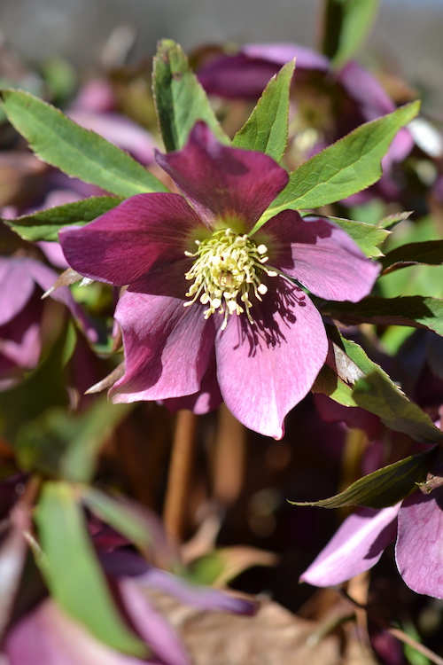 2024GL-Lentin-rose-Helleborus-orientalis-2021MAR