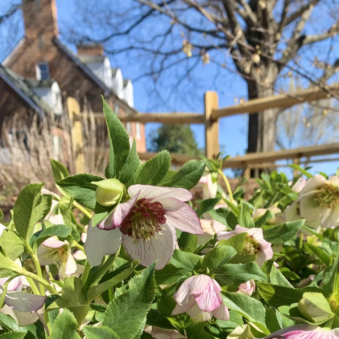 2024GL-hellebore-historic-house-2023APR
