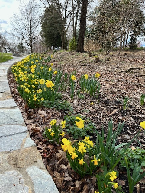 2024spring-daffodils-blott