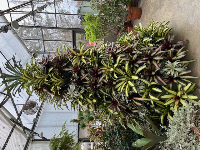 Bbromeliads and epiphytes in the Glasshouse