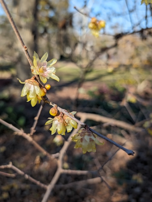 chimonanthus praecox