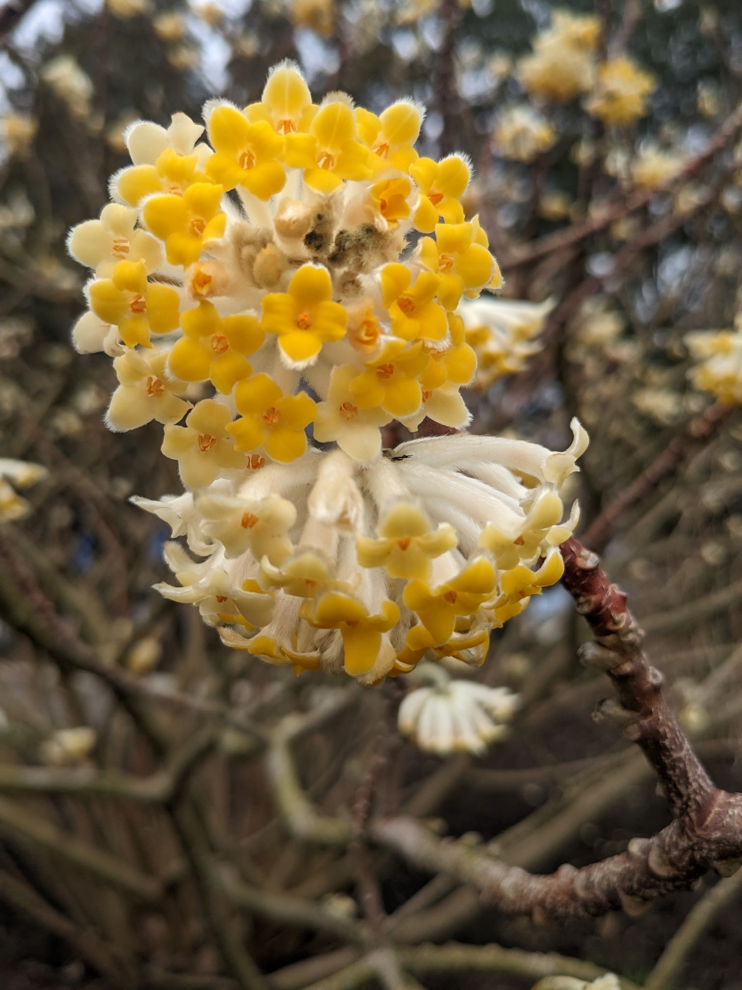 edgeworthia crhysantha goldfinch