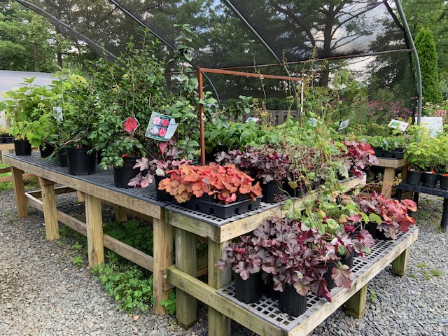 2025summer-plantshop-7253