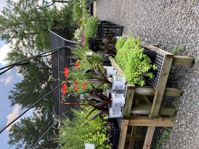2025summer-plantshop-7256