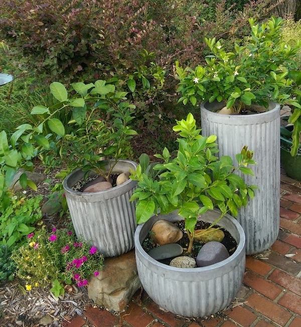 Container Gardening