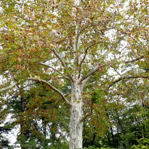 London Plane Tree at Green Spring Gardens