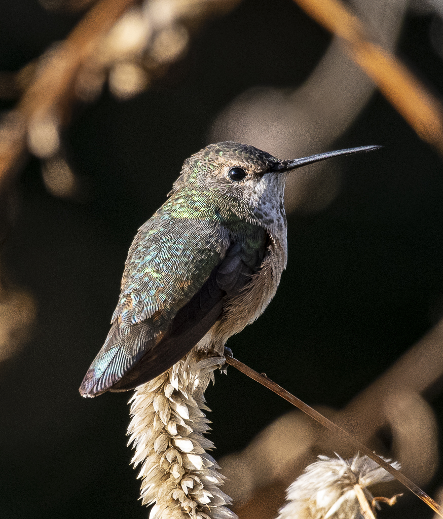 Rufous-Hummer-JGamble
