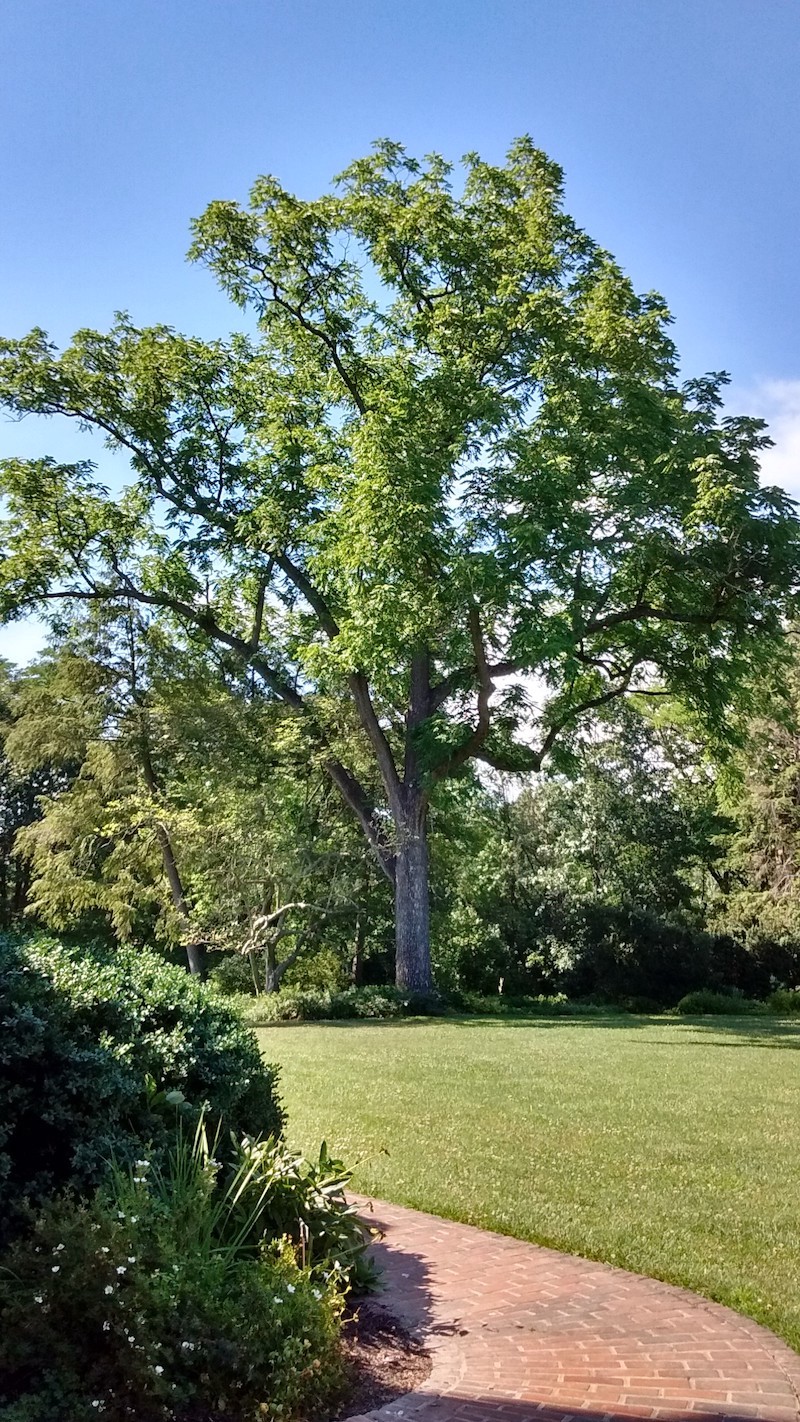 Black walnut tree at Green Spring Gardens