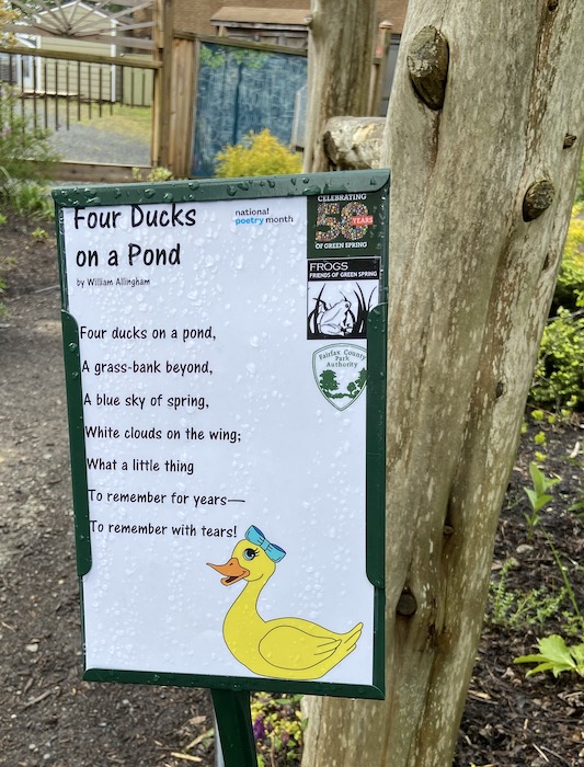 four-ducks-2021apr
