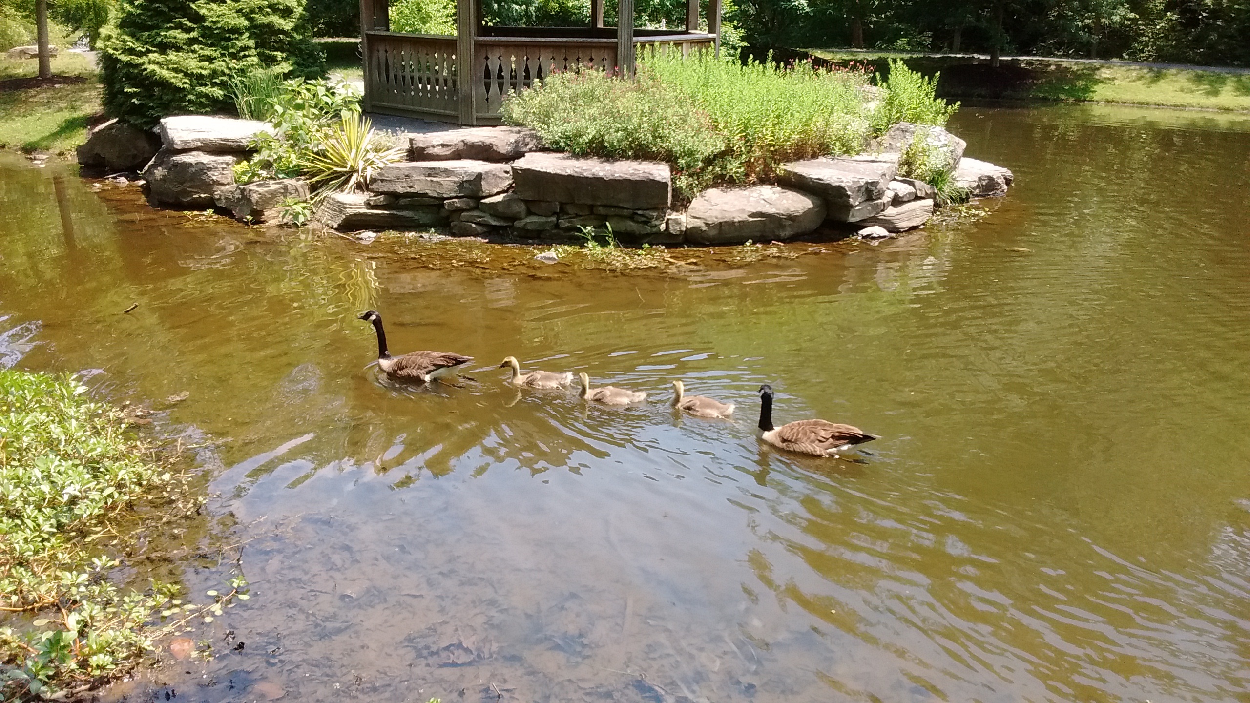 Geese at Green Spring Gardens Ponds