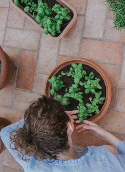 girl-with-basil-plants-pexels-copyright-badini-4496368