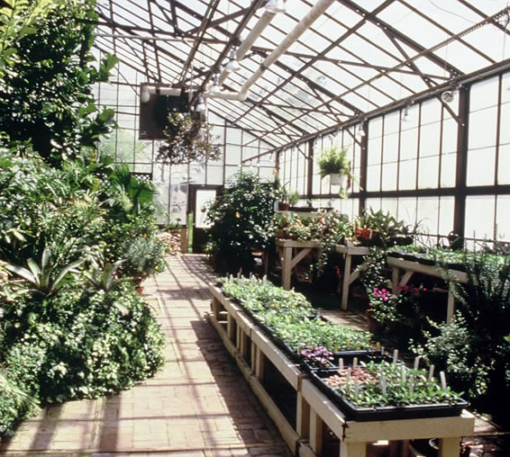 Green Spring's glasshouse - circa 1990's