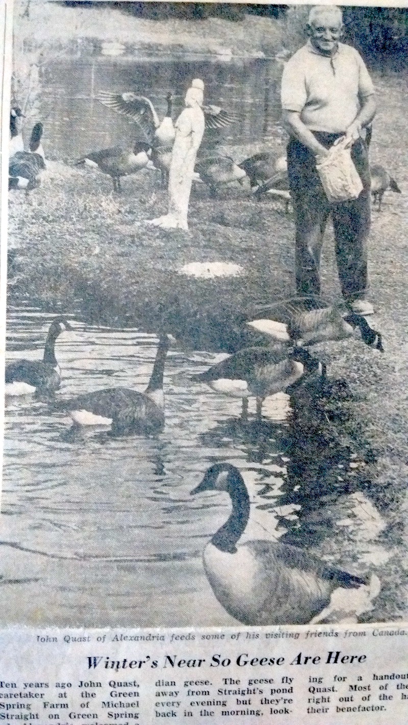 john-quast-feeding-geese