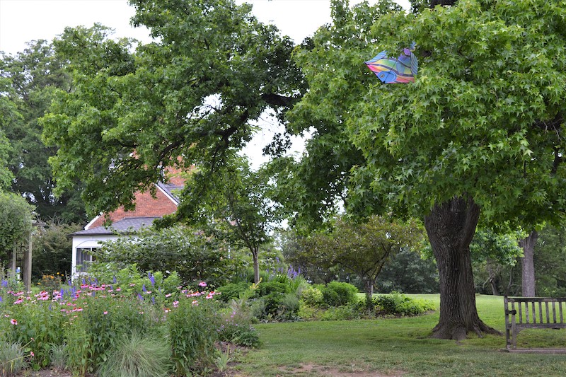 kite-in-tree