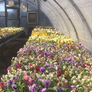 pansies-in-poly-small