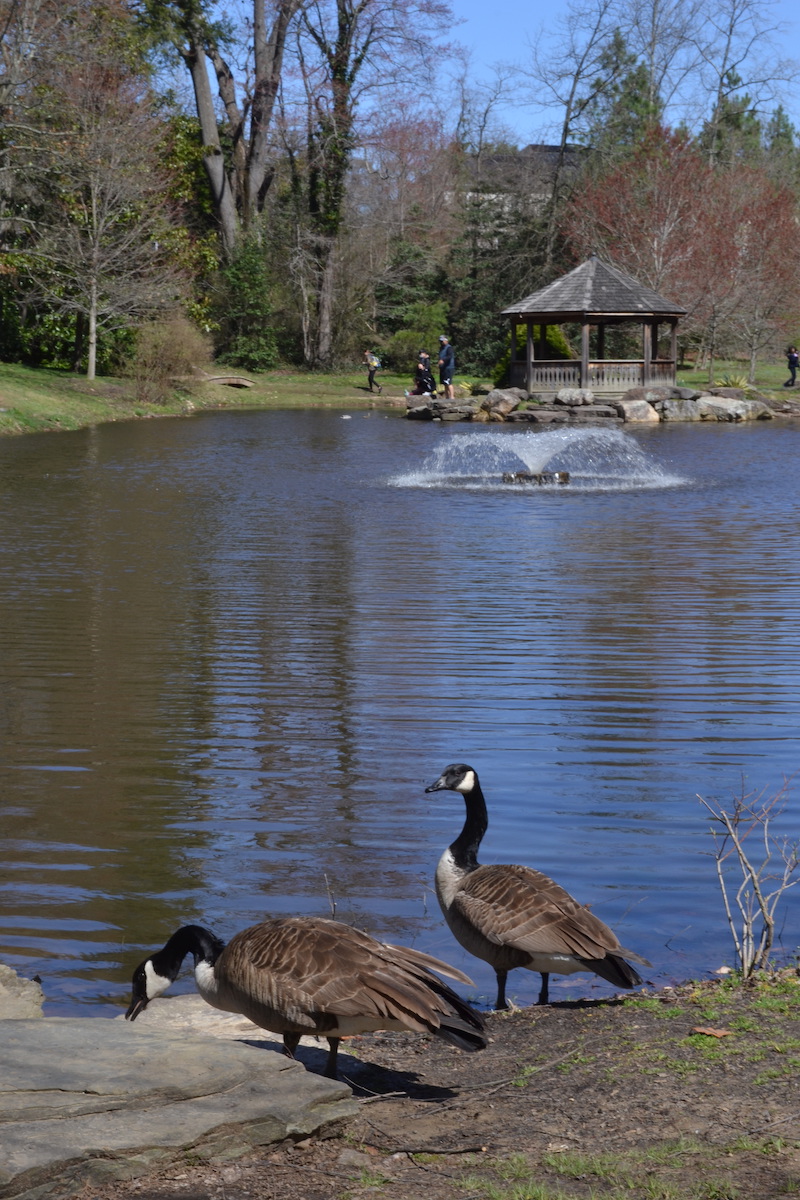 pond-ducks
