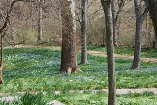 picturesque photo of spring growth and trees