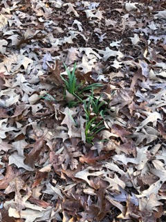 photo showing emerging green leaves among leaf litter.