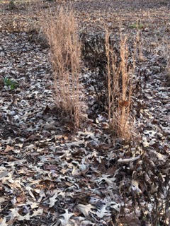 photo showing leaf litter with ornamental grass