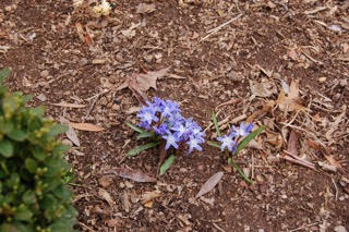 photo of small tuft of blooming purple flowers/