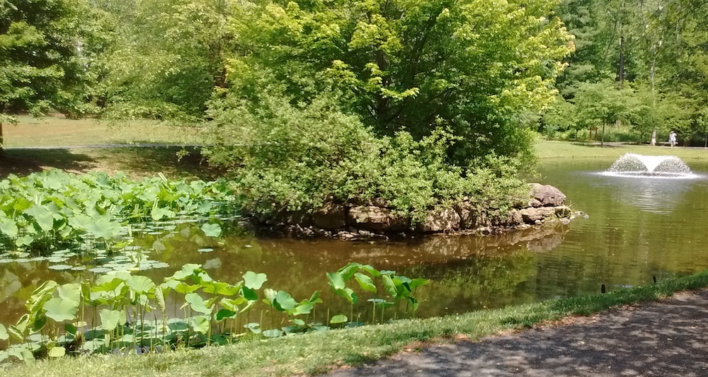 pond-Island-2020