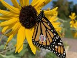 thumb 2023fall-yf-monarch