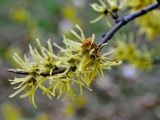thumb 2023winter-witch-hazel-gl02