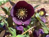 thumb 2024GL-hellebore-2023APR-01
