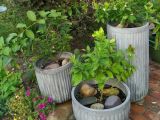 thumb Containers-01