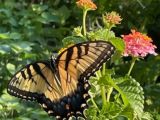 thumb Monarch