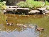 thumb geese-at-green-spring-2020-01