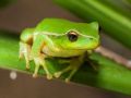 thumb green treefrog