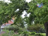 thumb kite-in-tree