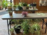 thumb plant-swap-02-sp2022
