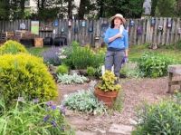 thumb susan-gardening