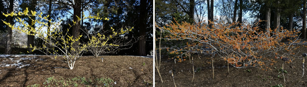yellow-orange-witch-hazels