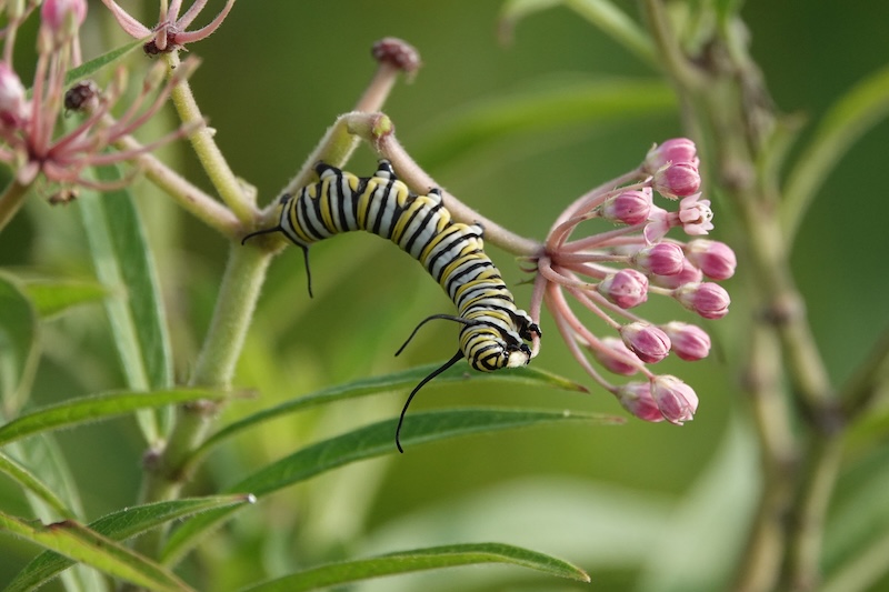 1st-Linda-Ashley-Milkweed