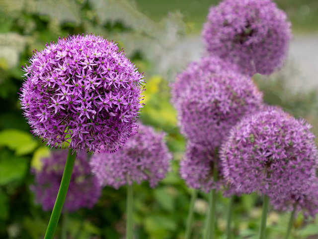 2nd-John-Fitch-Alliums