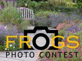 thumb frogs-contest-concentric-garden-fall2020