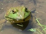 thumb green frog 321x240 cropped